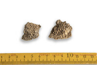 F 11729
<br/>
<br/>
<em></em>